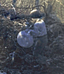 1959 May - damaged photo - me walking road