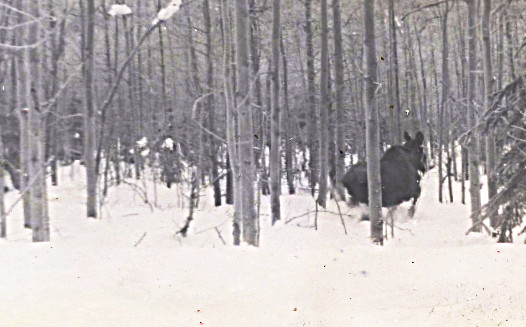 1959 moose in snow -- a winter's worth of meat -- on the hoof, in my tummy, I just love moose!