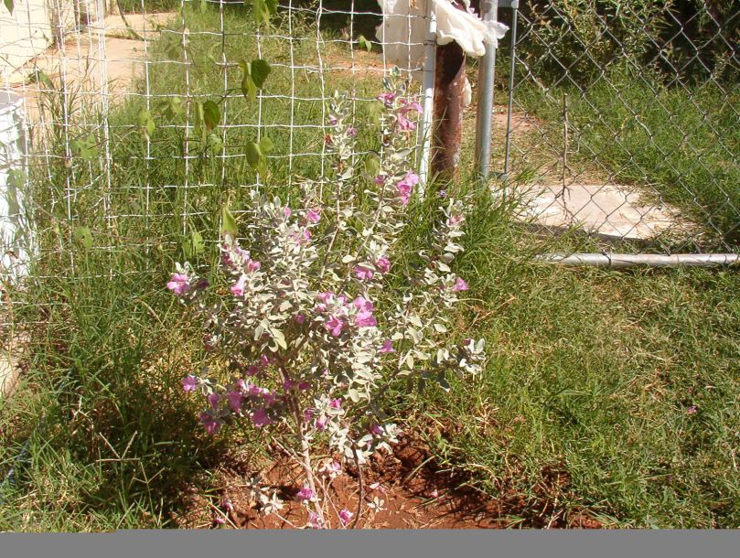 texas ranger in back