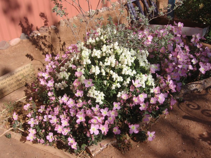 white perennial snap with Mexican Primrose, Texas Ranger, some salvia back there