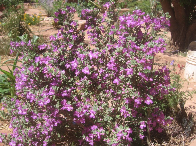 This is the smaller of the Texas Ranger variety - they supposedly only bloom when it is going to rain - no sign of that happening - yet!!  So pretty!