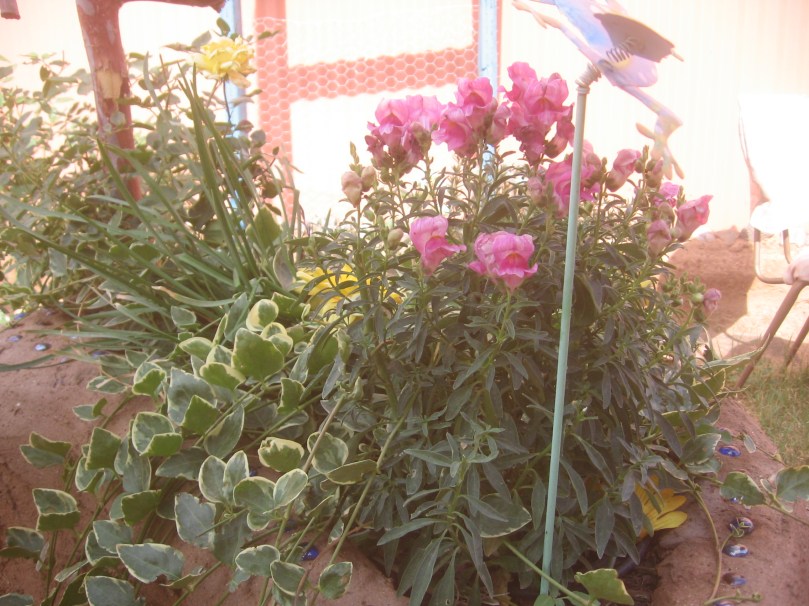 Last of the snapdragons before this heat drives them into dormancy