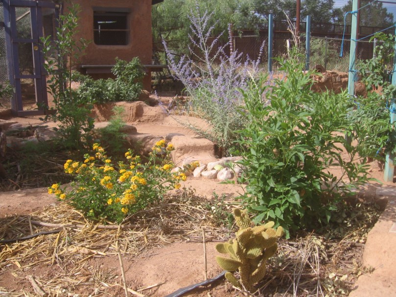 Waiting in heat for the rains to come - looking south toward adobe chicken coop - American-Mexican border fences right behind coop