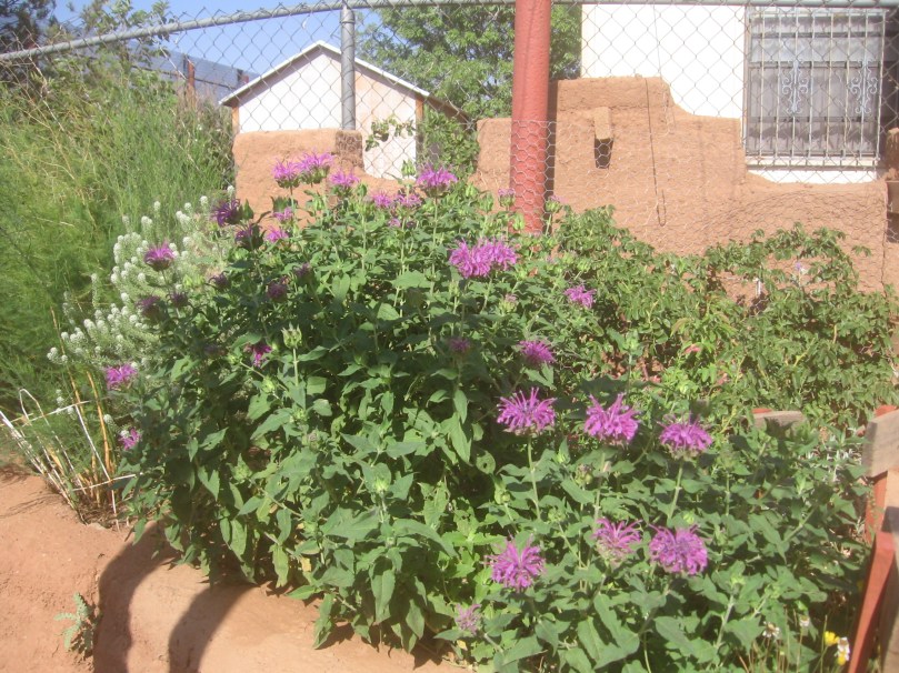Ava's Hummingbird Mint - 2nd year - first time blooming - a native plant from Colorado - but does take more water than a true Arizona native plant