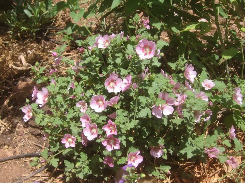 New to the garden this year - Pink Yarrow