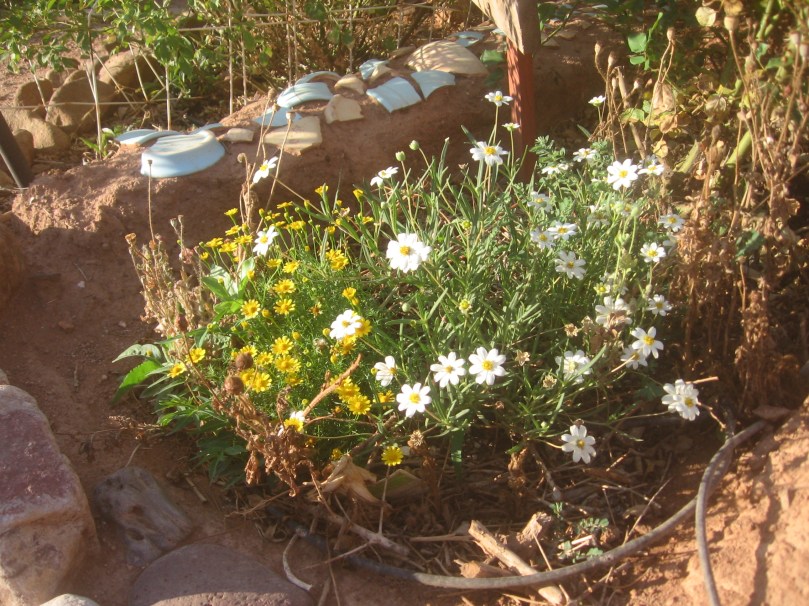 07052012MoreGarden 003