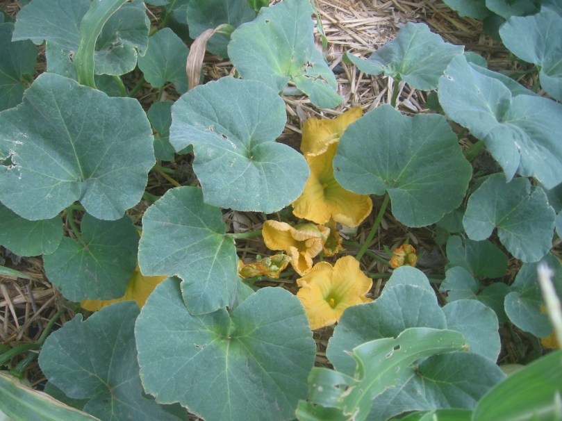 07052012MoreGarden 006 Butternut squash flowers