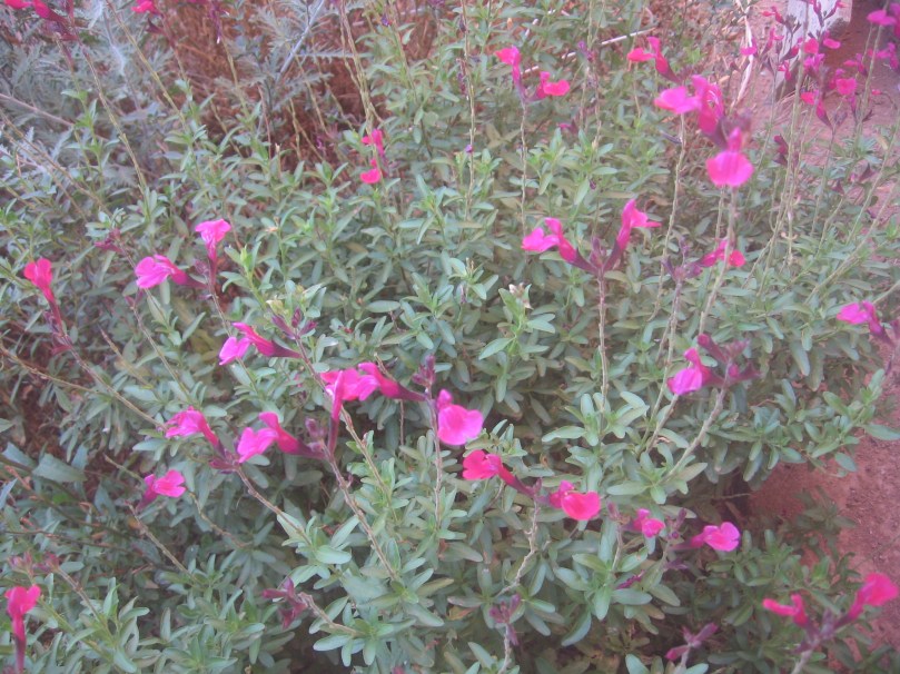 07052012MoreGarden 007