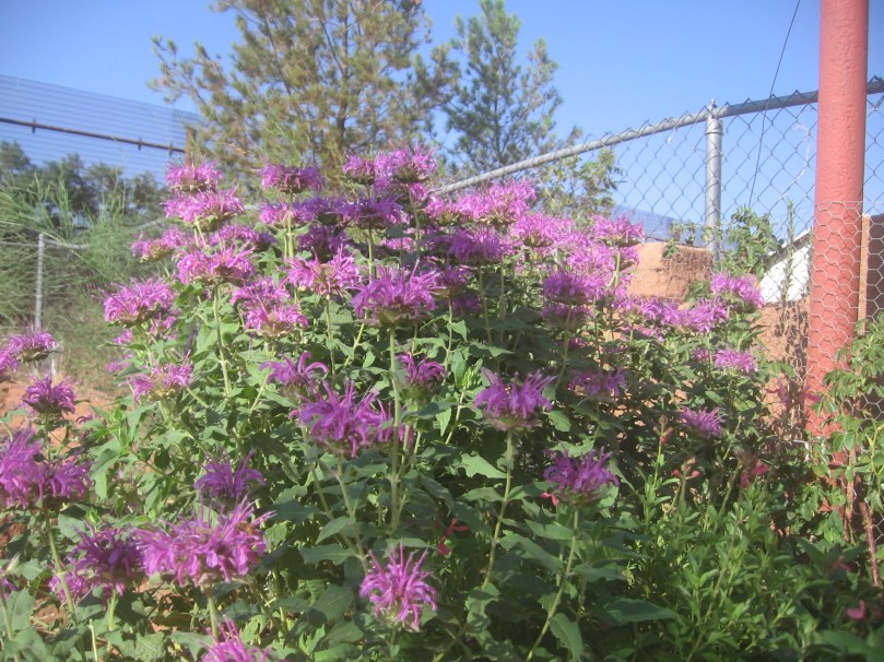 07052012MoreGarden 010 Ava Hummingbird Mint