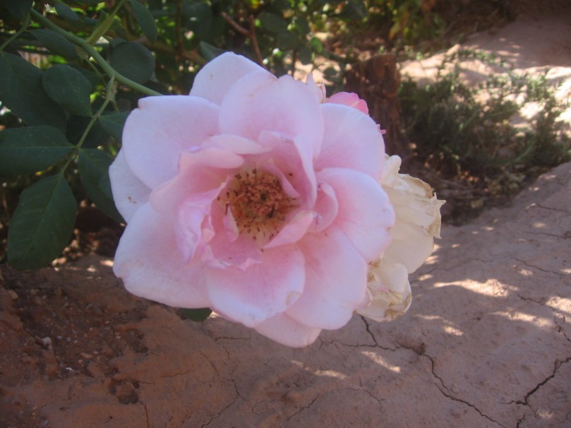 07052012MoreGarden 011