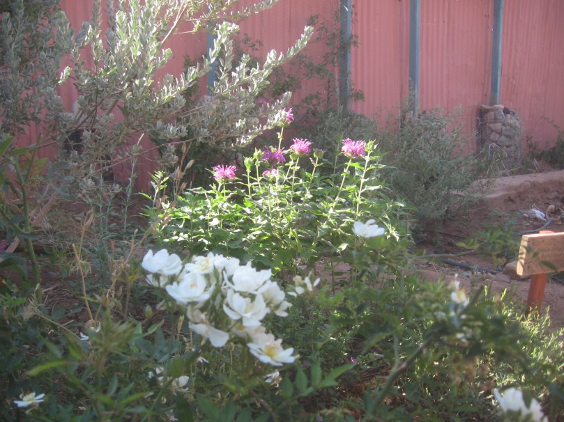 07052012MoreGarden 014