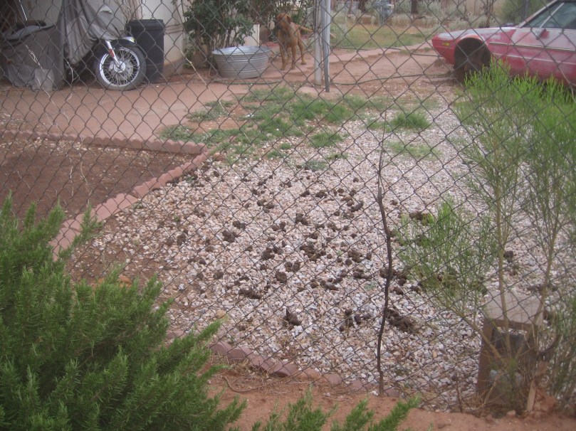 07052012MoreGarden 026