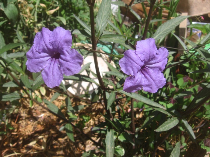 07052012MoreGarden 038 Locally known as Mexican Petunia - perennial