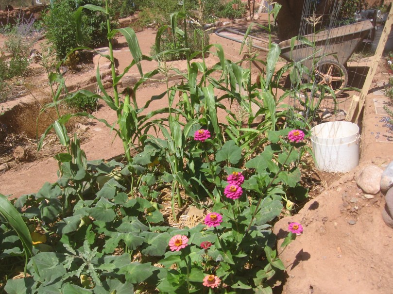 07052012MoreGarden 040 Food and flowers - Zinnias are a great flower - hardy, fast growing, not picky, lovely colors, make their own seeds