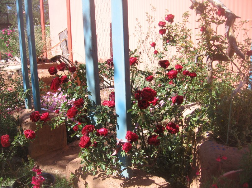 042213 Back dark red rose