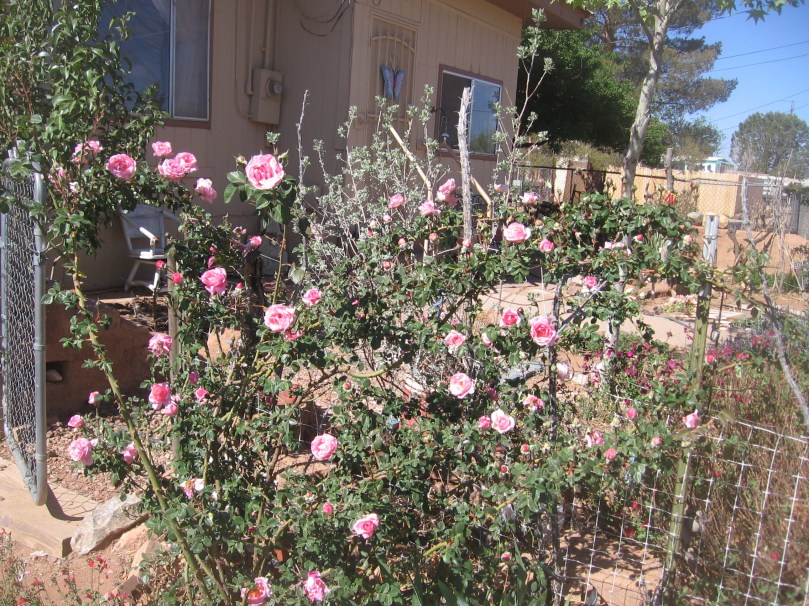 042213 gate all pink