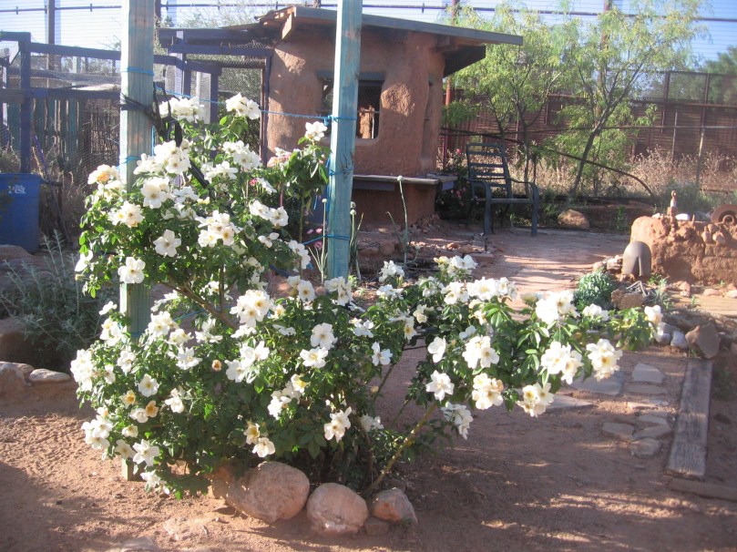 garden april 30 2013 001