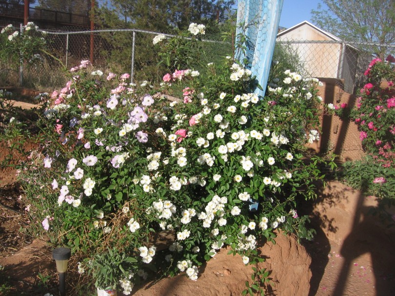 garden april 30 2013 002