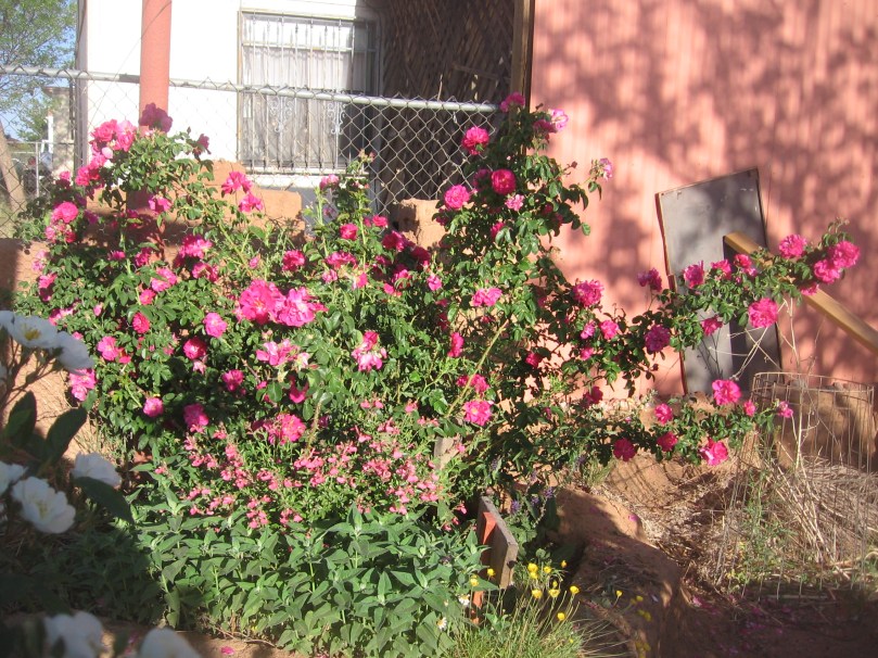 garden april 30 2013 003