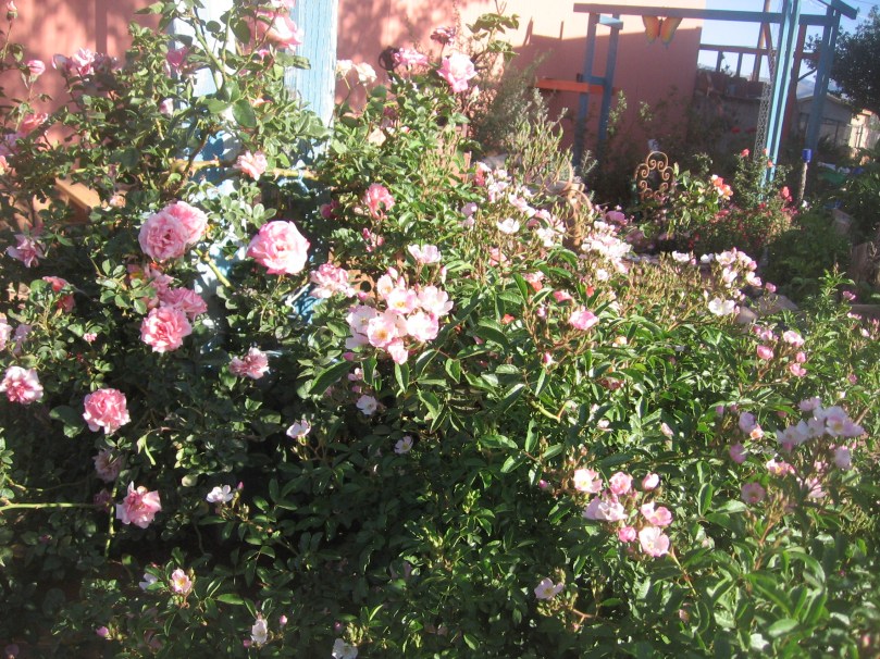 garden april 30 2013 004