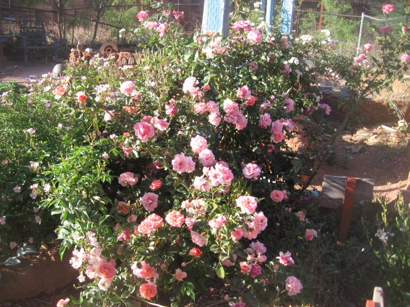 garden april 30 2013 005