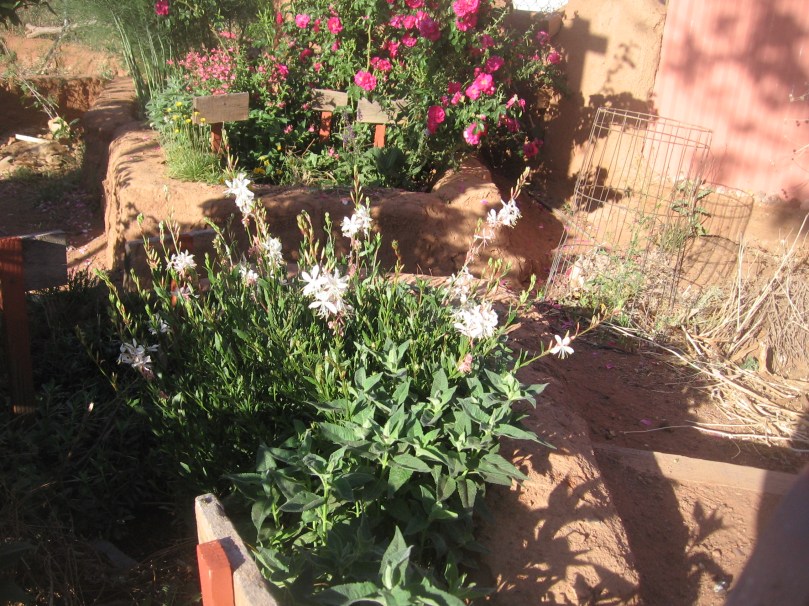 garden april 30 2013 006