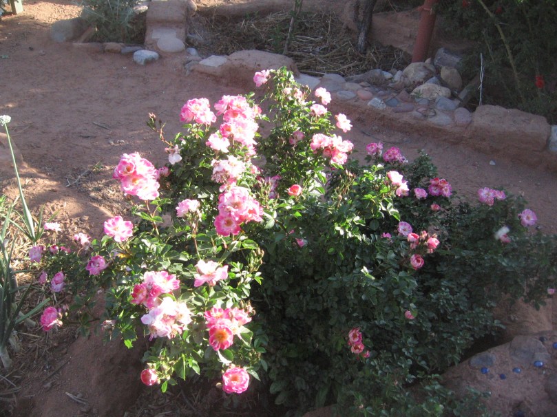 garden april 30 2013 008