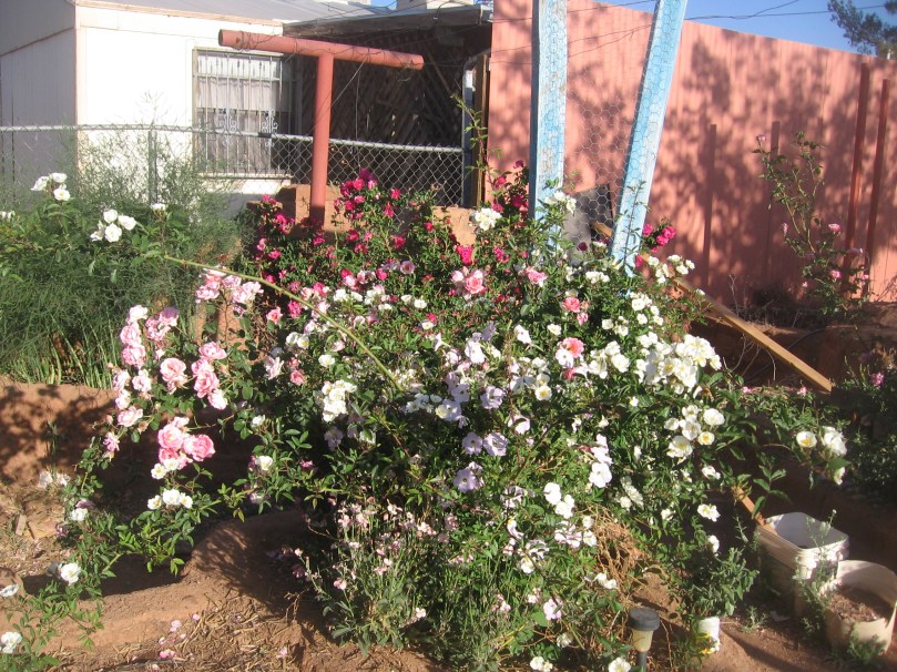 garden april 30 2013 009