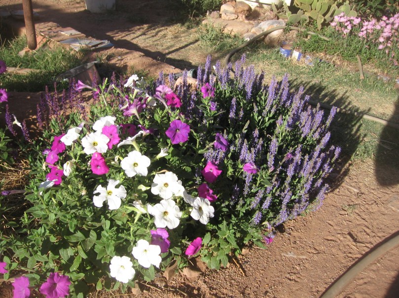 garden april 30 2013 010