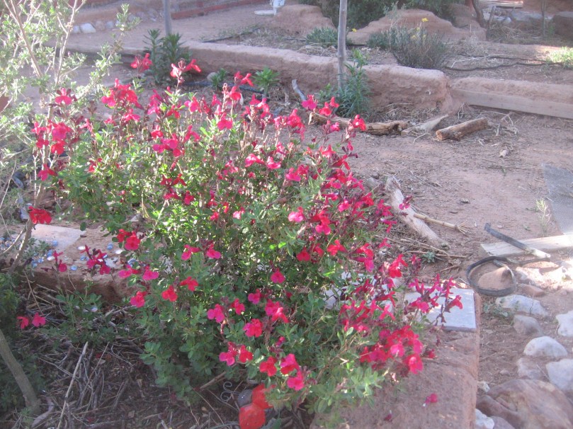 garden april 30 2013 011