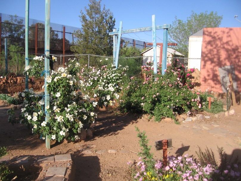 garden april 30 2013 012