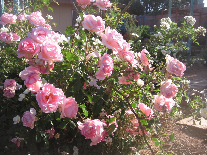 garden april 30 2013 013