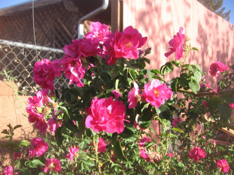 garden april 30 2013 014