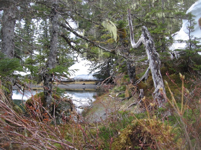 06 2013 alaska forest water