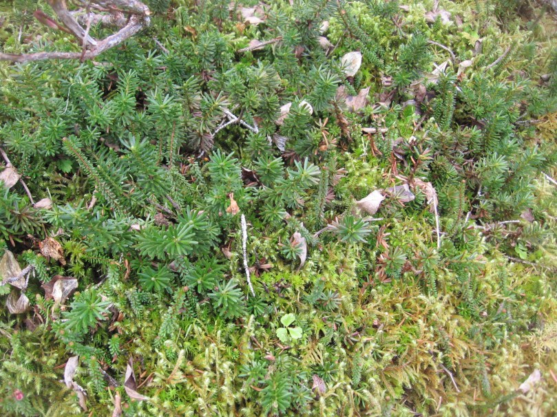 06 2013 alaska moss 1