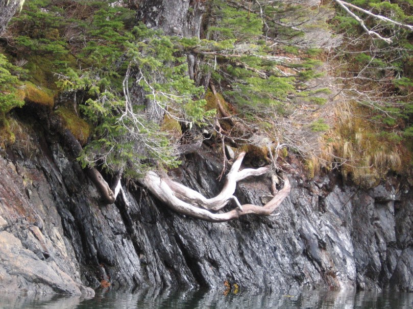 06 2013 alaska root on rock