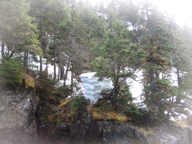 06 2013 alaska snow tree