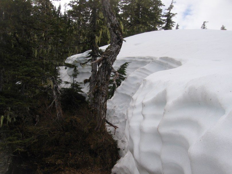 06 2013 alaska tree big snowbank