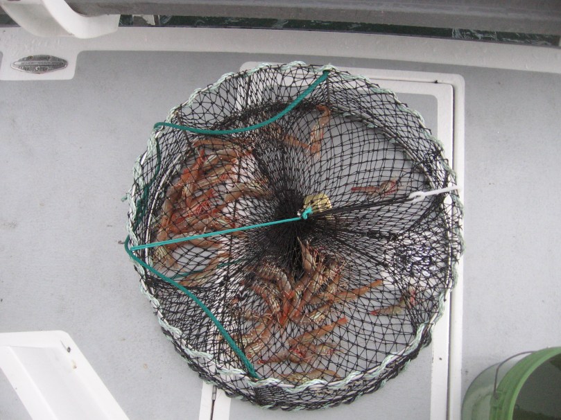 06 2013 shrimp in pot