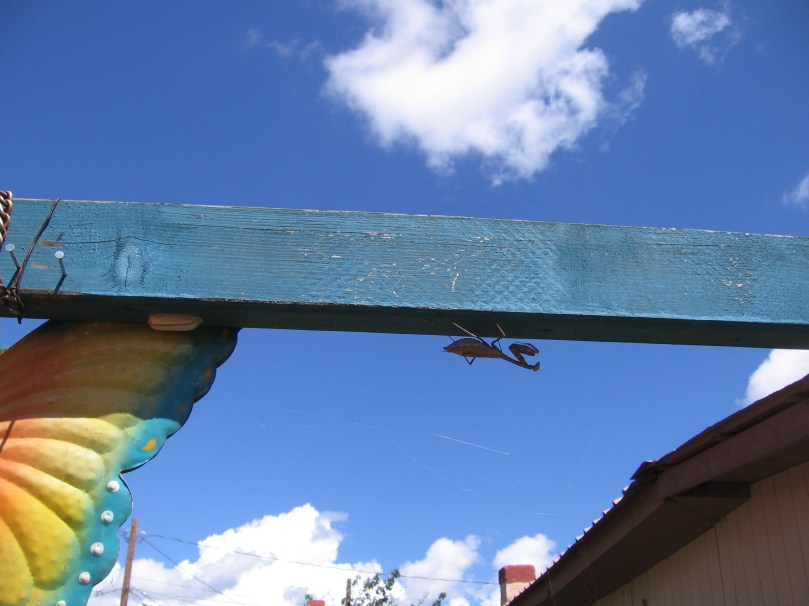 last az plus weaving BIG MANTIS 1 1 2014 022