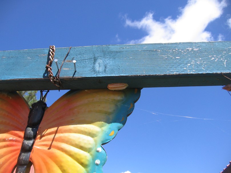 last az plus weaving BIG MANTIS cocoon 2014 021